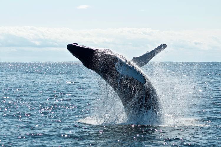 Maui Whale Watching