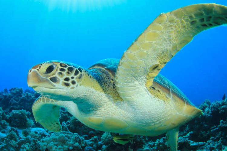 Honu - Hawaiian Turtle