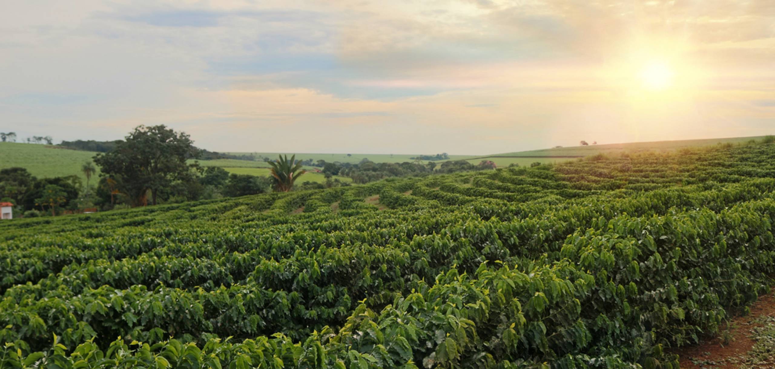 Maui Coffee Farm Maui Hawaii Coffee Farm