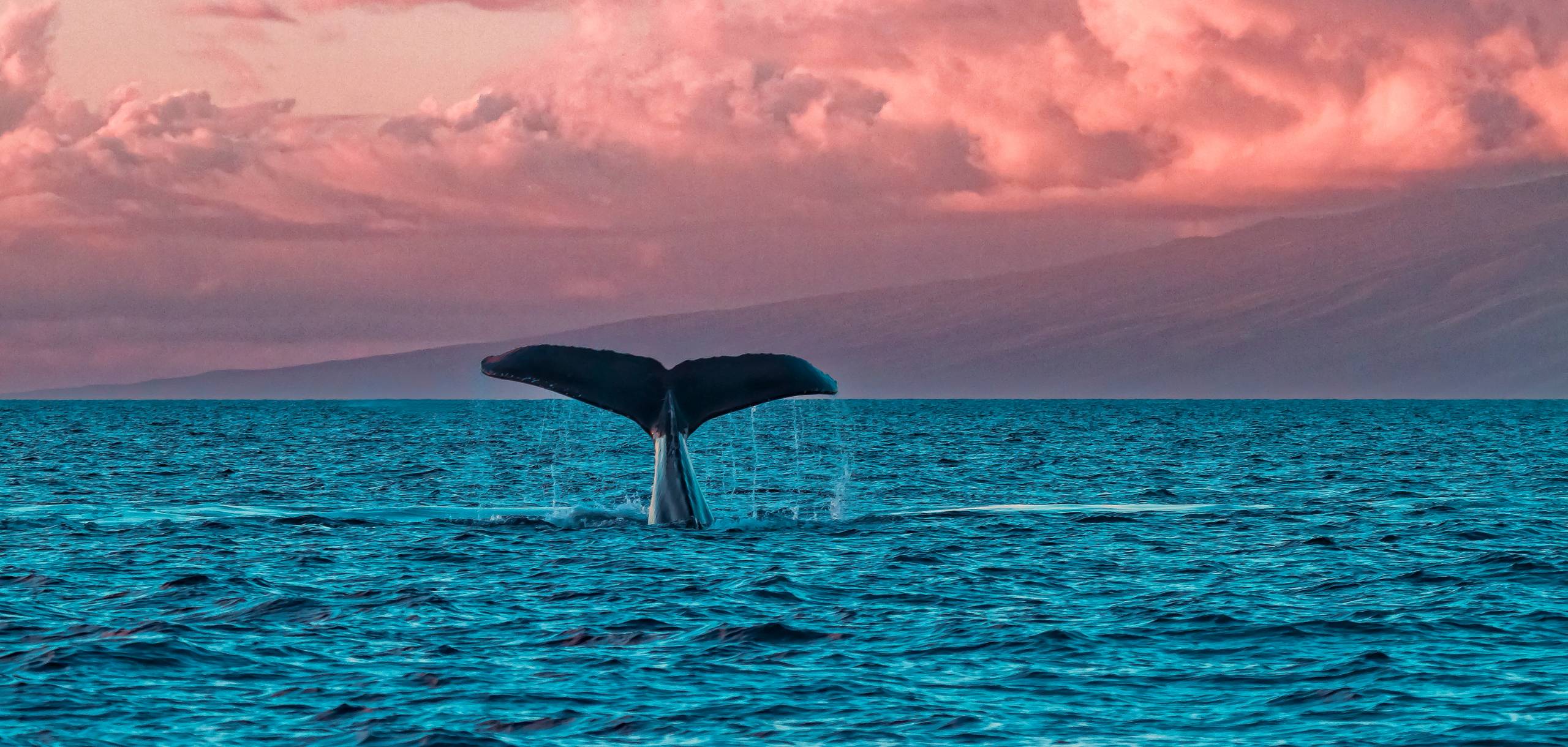 Whale at Sunset Whale at Sunset in Maui Hawaii