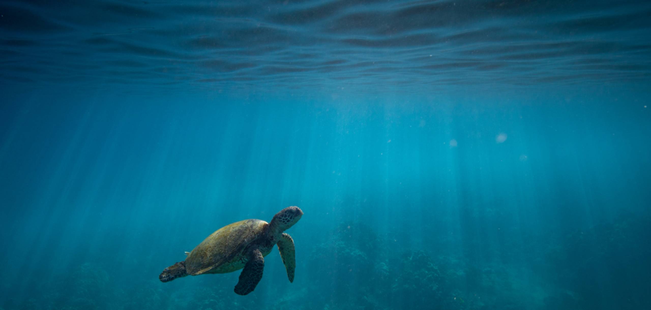 Honu Swimming in Maui Hawaii Turtle Honu Swimming in Maui Hawaii